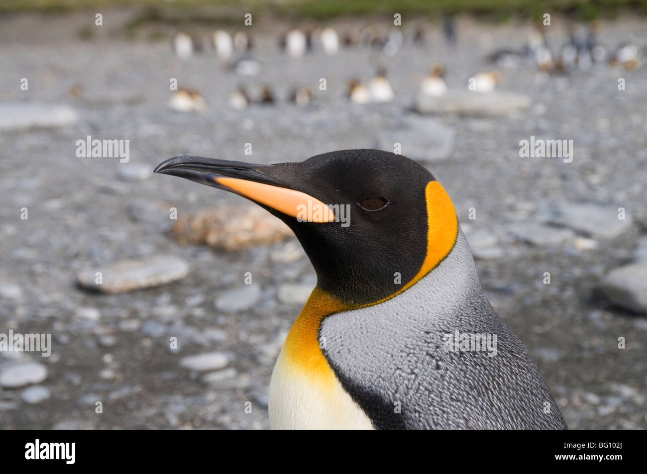 Re pinguino, St Andrews Bay, Georgia del Sud Atlantico Foto Stock