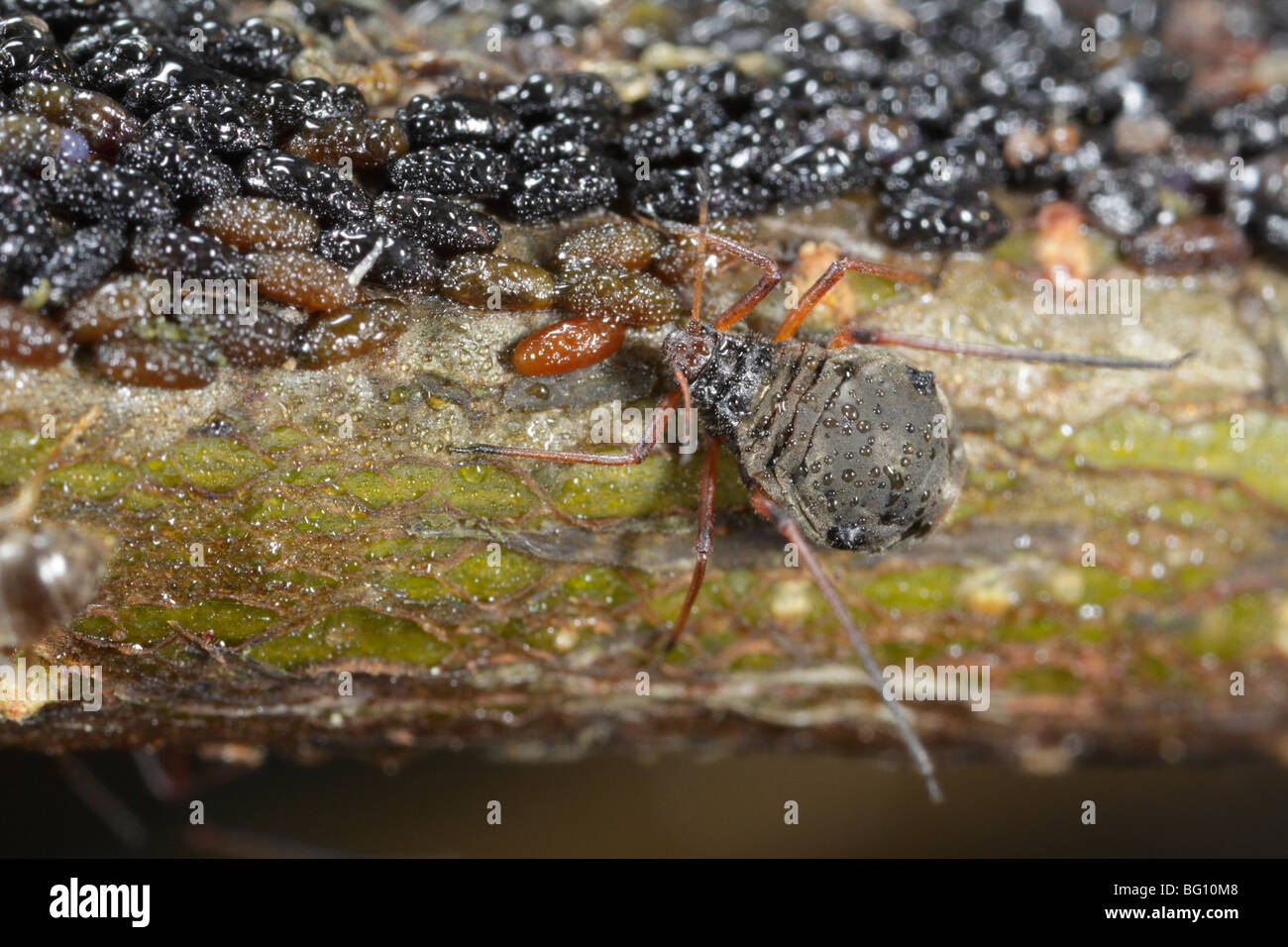 Afidi (Lachnus roboris) su una quercia. Essi hanno deposto le uova e vengono sorvegliati e munte da formiche (Lasius niger). La rugiada li copre Foto Stock