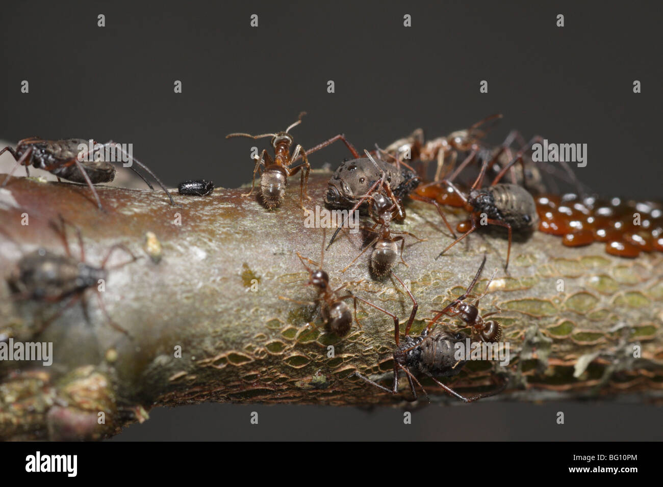 Afidi (Lachnus roboris) su una quercia. Essi hanno deposto le uova e vengono sorvegliati e munte da formiche (Lasius niger) Foto Stock