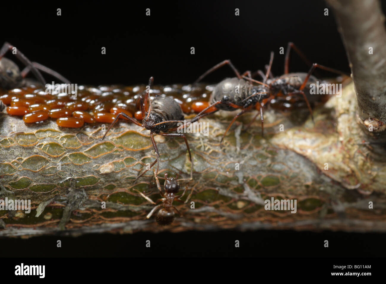 Afidi (Lachnus roboris) su una quercia. Essi hanno deposto le uova e vengono sorvegliati e munte da formiche (Lasius niger) Foto Stock