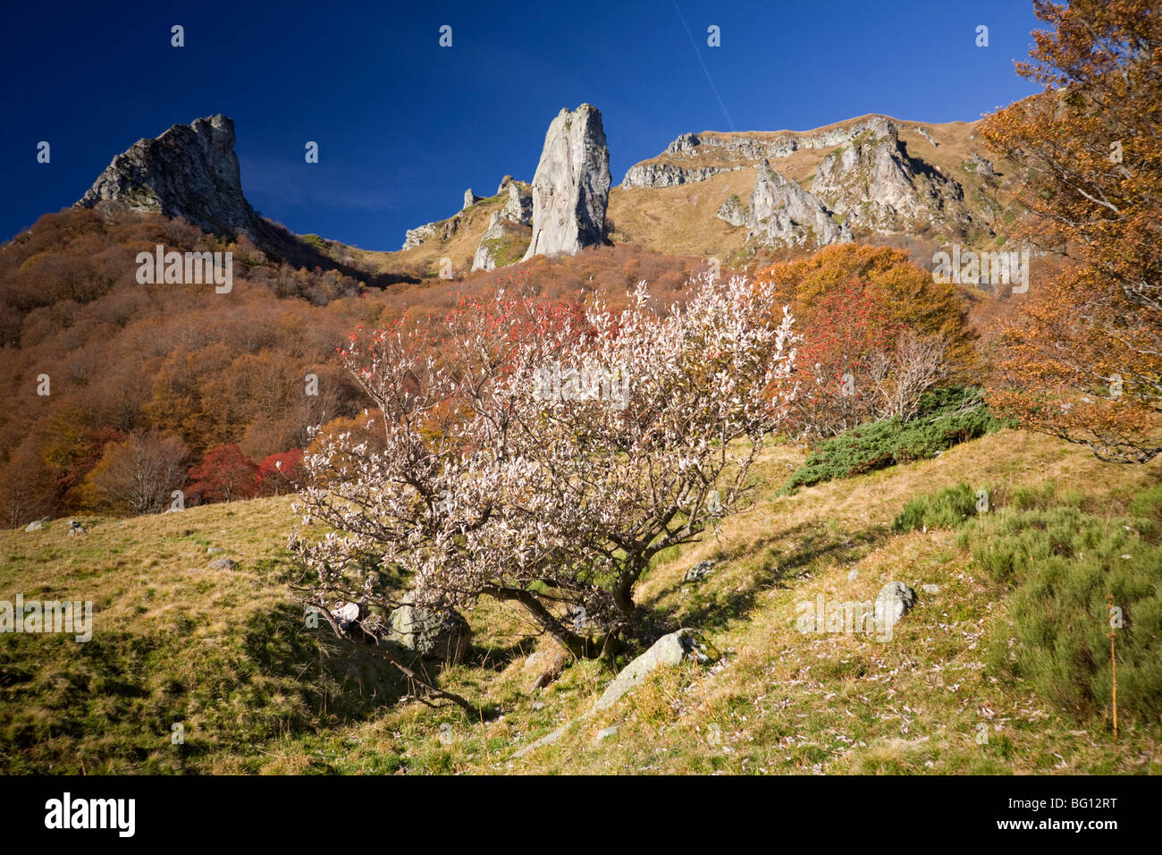 In autunno, un europeo Rowan (Sorbus aucuparia) nella valle di Chaudefour. Sorbier dans la vallée de Chaudefour, en automne. Foto Stock