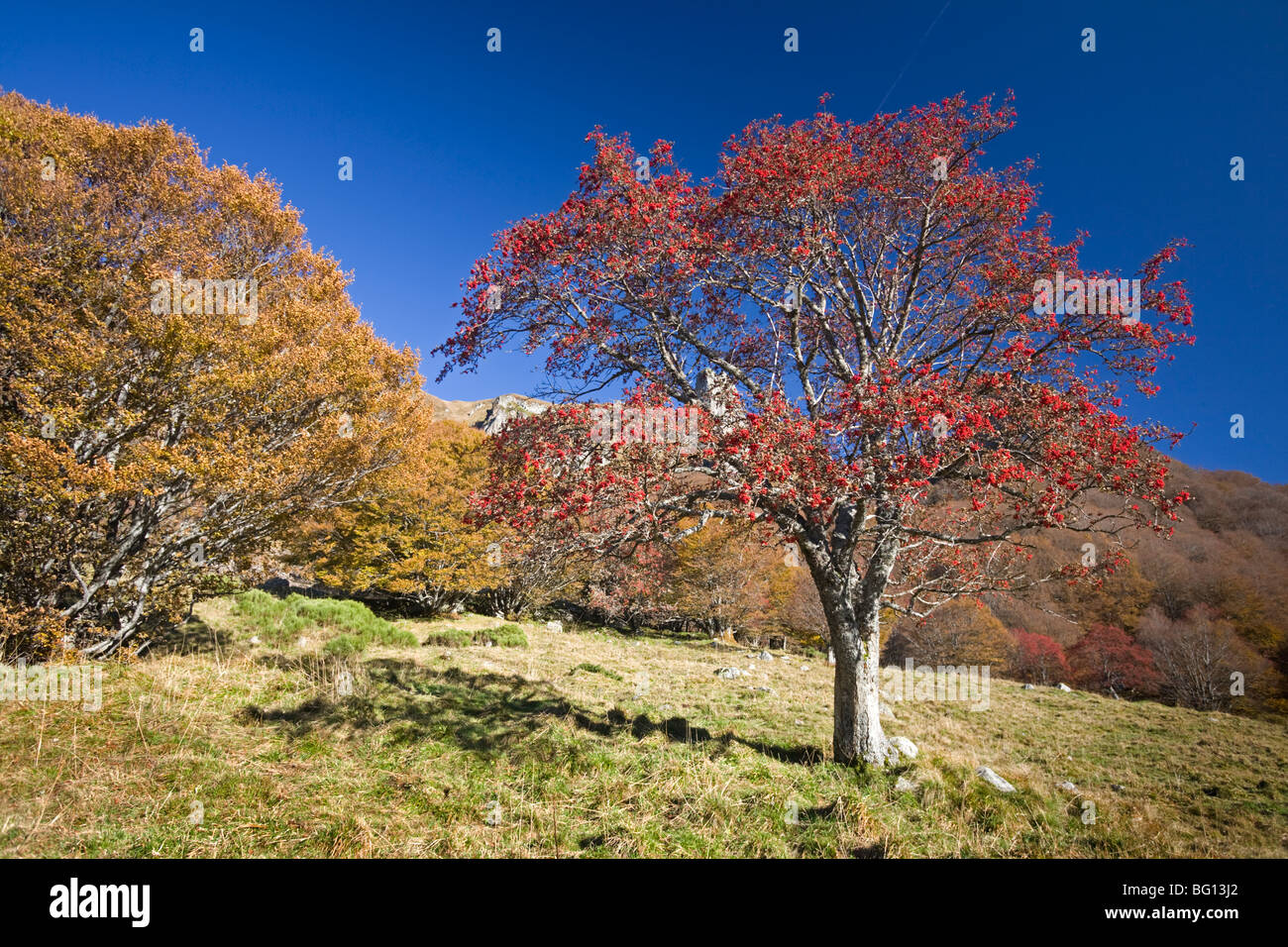 In autunno, un europeo Rowan (Sorbus aucuparia) nella valle di Chaudefour. Sorbier dans la vallée de Chaudefour, en automne. Foto Stock