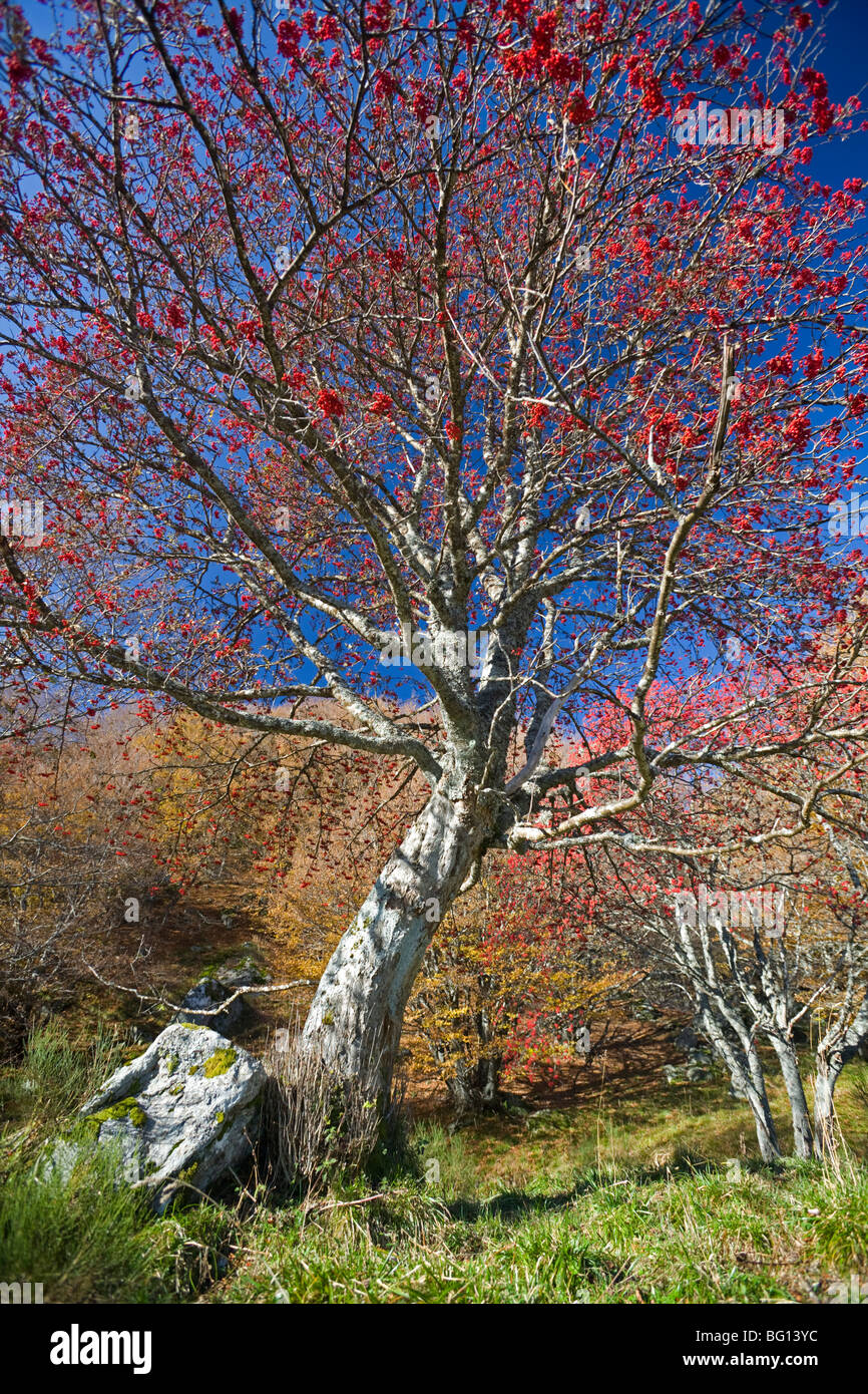 In autunno, un europeo Rowan (Sorbus aucuparia) nella valle di Chaudefour. Sorbier dans la vallée de Chaudefour, en automne. Foto Stock