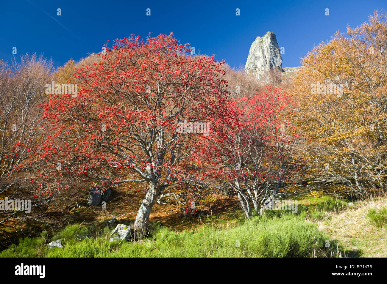 In autunno, un europeo Rowan (Sorbus aucuparia) nella valle di Chaudefour. Sorbier dans la vallée de Chaudefour, en automne. Foto Stock