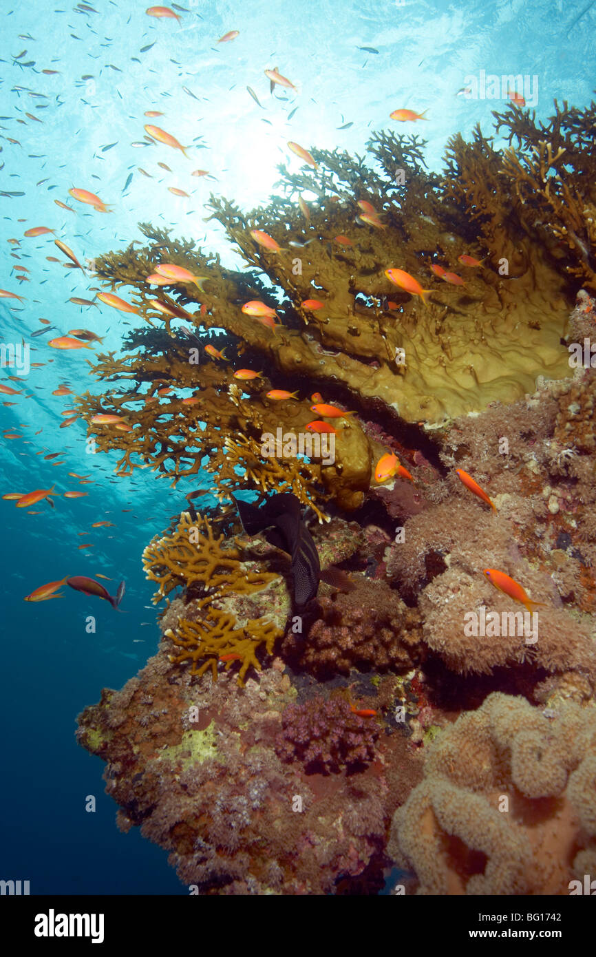 Secca di pesce sulla barriera corallina Foto Stock