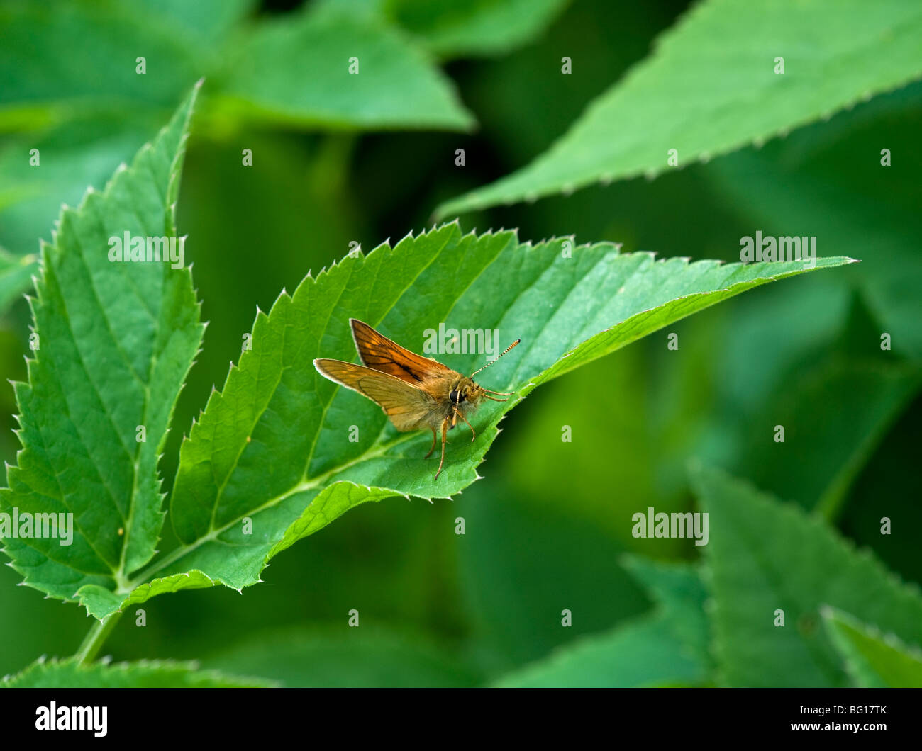 Ochlodes sylvanus maschio Foto Stock