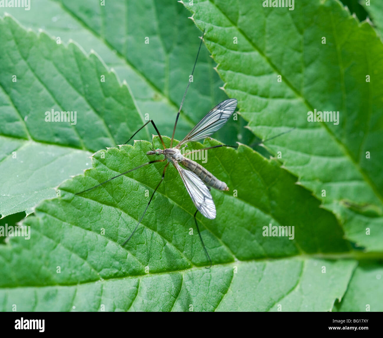 Mosca di gru Foto Stock