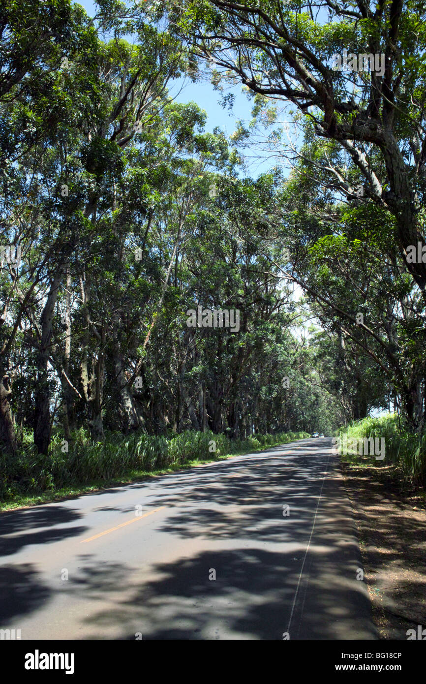 Tunnel di alberi di palude di alberi di mogano Knudsen Gap Kauai HI Foto Stock