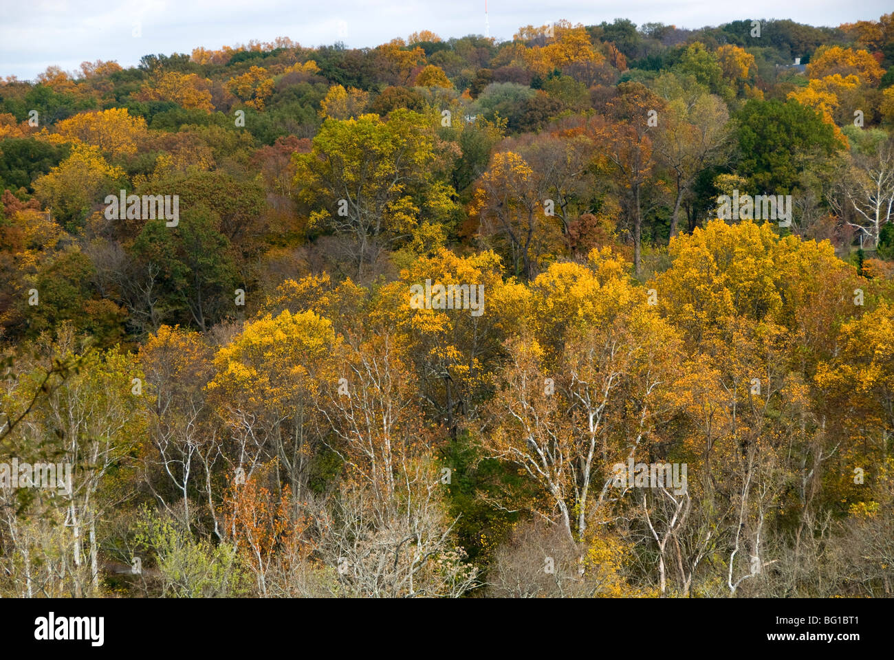 New Scenic 5 posti, cadono le foglie di autunno Washington DC George Washington Parkway US STATI UNITI America Nord America cadono le foglie colorate Foto Stock