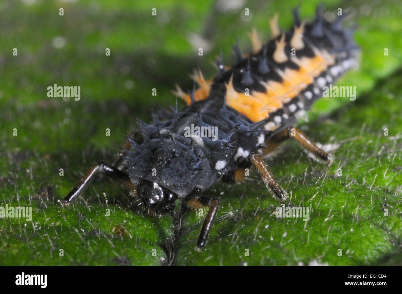 Harlequin ladybird larva sulla foglia (Harmonia axyridis) Foto Stock