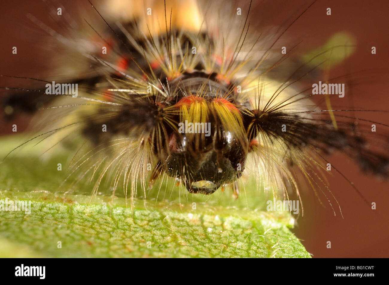 Vaporer moth caterpillar testa (Orgyia antiqua) Foto Stock