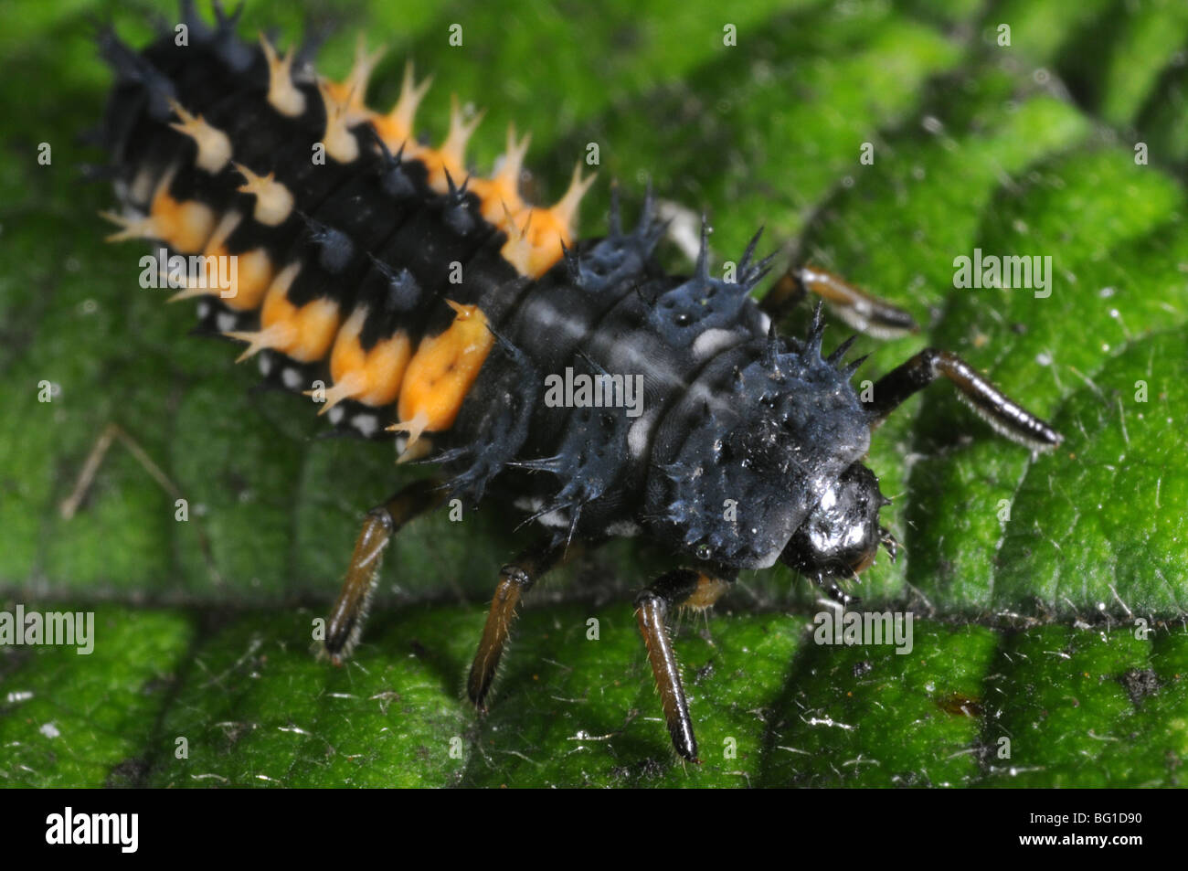 Harlequin ladybird larva sulla foglia (Harmonia axyridis) Foto Stock