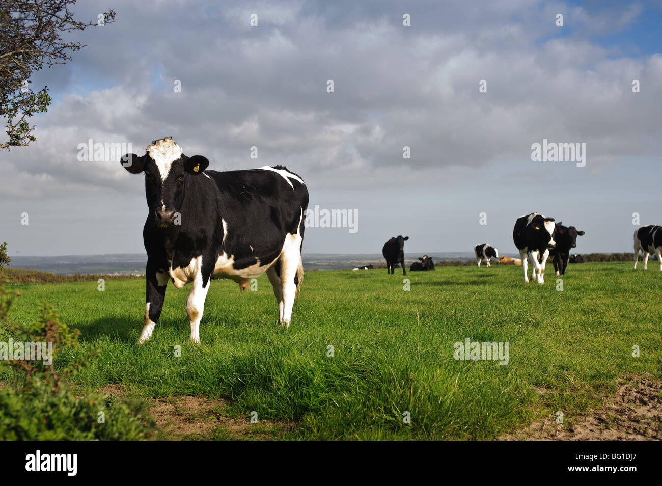 Vacche da latte in un campo di un'azienda in West Cornwall, Regno Unito Foto Stock