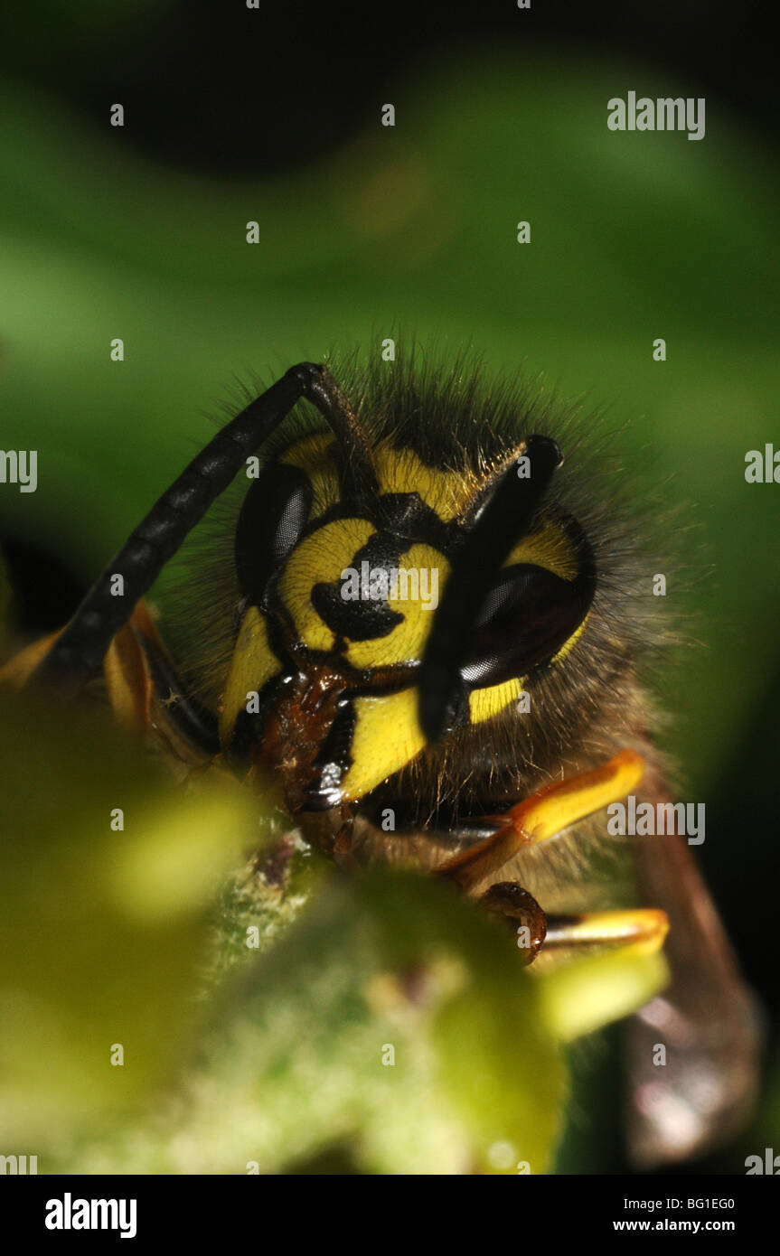Il giardino in comune wasp (vesper vulgaris) alimentazione su ivy Foto Stock