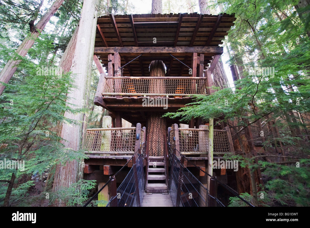 Un albero di casa in Ponte Sospeso di Capilano e del parco, Vancouver, British Columbia, Canada, America del Nord Foto Stock