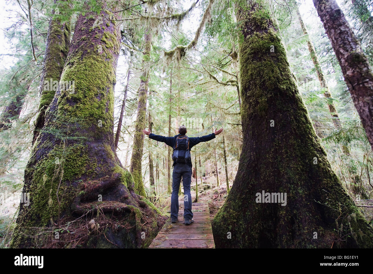 Un escursionista nella vecchia foresta a Carmanah Walbran Parco Provinciale, Isola di Vancouver, British Columbia, Canada, America del Nord Foto Stock