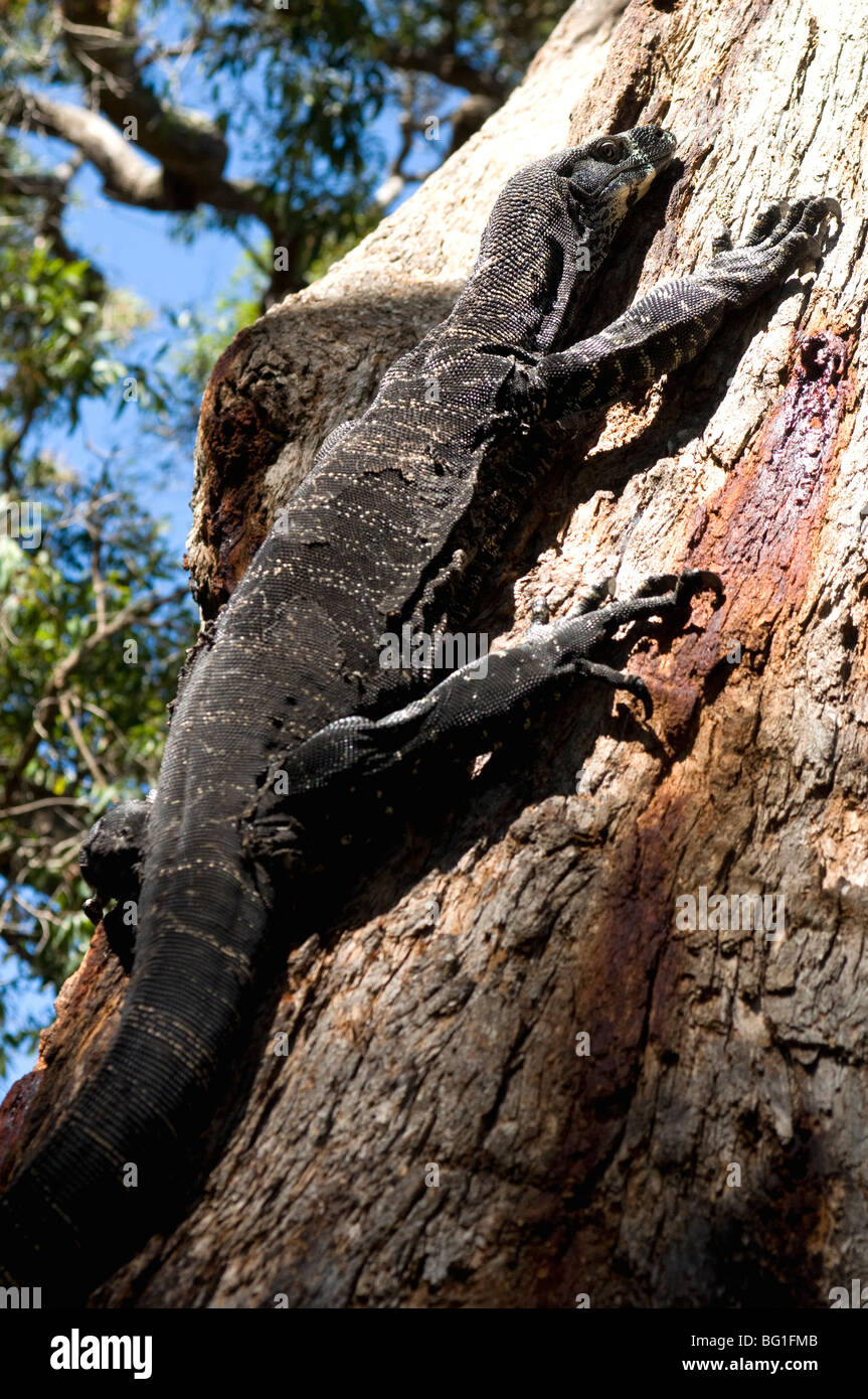 Goanna (pizzo Monitor) (Varanus varius) lizard, di circa 2 m di lunghezza, fino un albero, Ben Boyd National Park, New South Wales, Australia Foto Stock