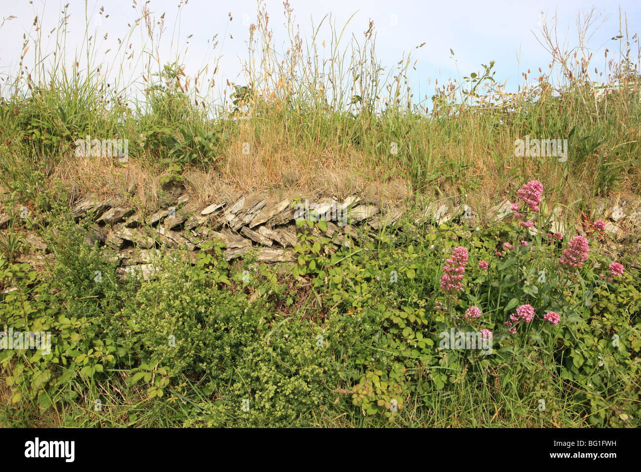 Un Cornish Hedge con le sue piante e fiori selvatici è un muro costruito con pietra locale chiamato siepi e dispone di impianti di piante su top Foto Stock