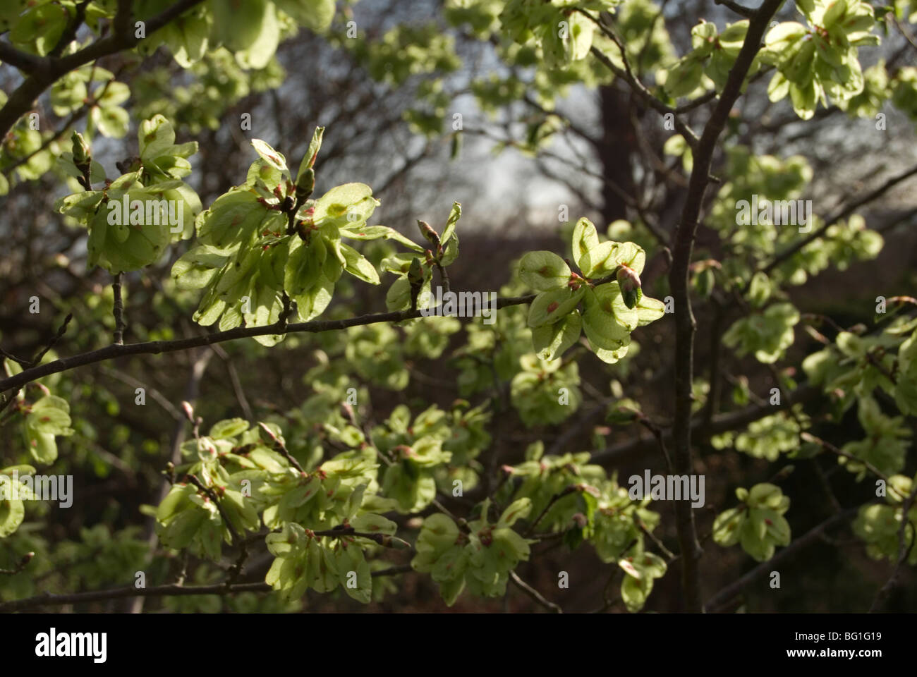 Wych elm semi, Ulmus glabra Foto Stock