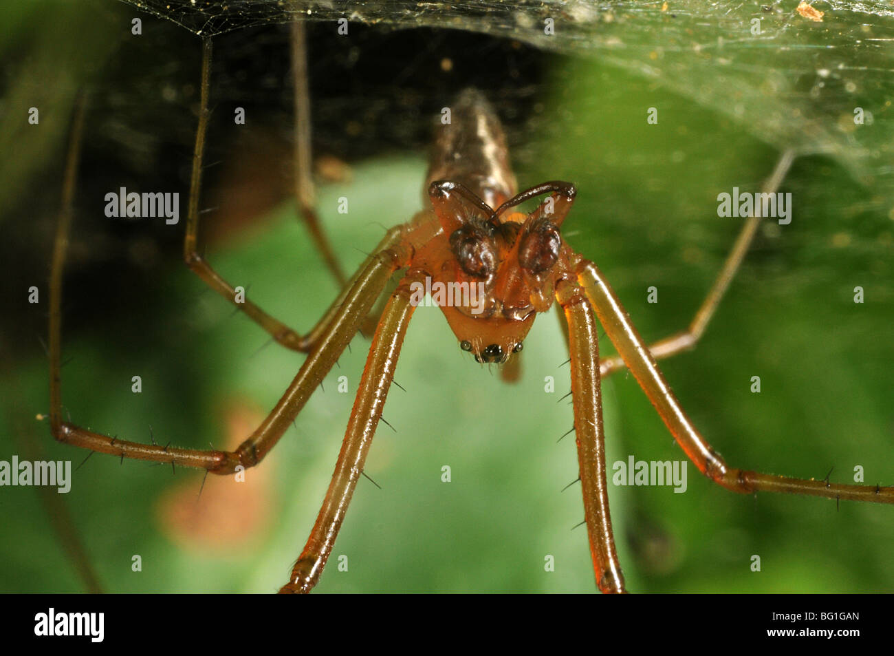 Il ragno Linyphid appeso alla sua web. Foto Stock