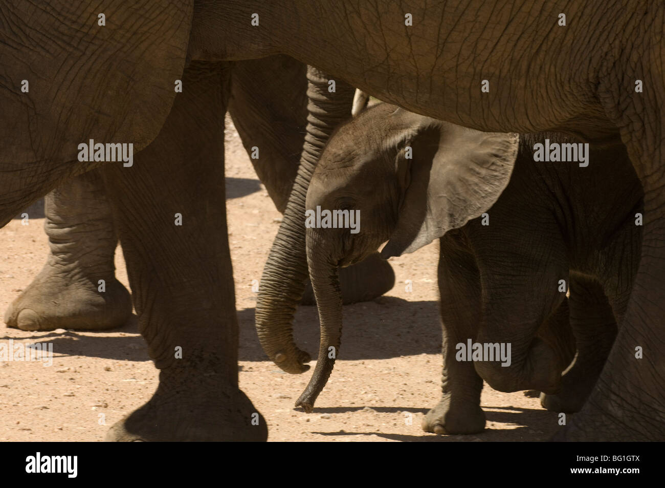 Elephant di vitello, Amboseli National Park, Kenya, Africa orientale, Africa Foto Stock