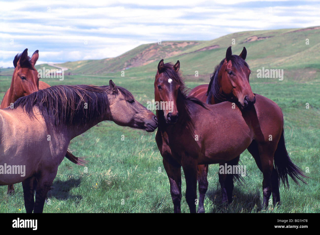 Allevamento di Free Roaming cavalli selvaggi nel campo, Cariboo Chilcotin Coast Regione, BC, British Columbia, Canada Foto Stock