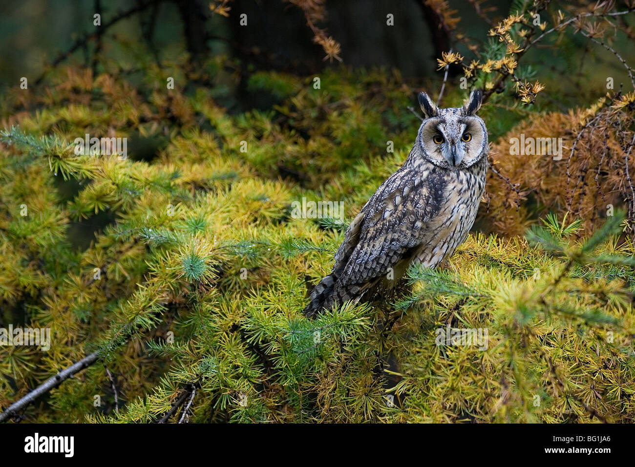 Long-Eared gufo comune (Asio otus) . North Yorkshire. Foto Stock