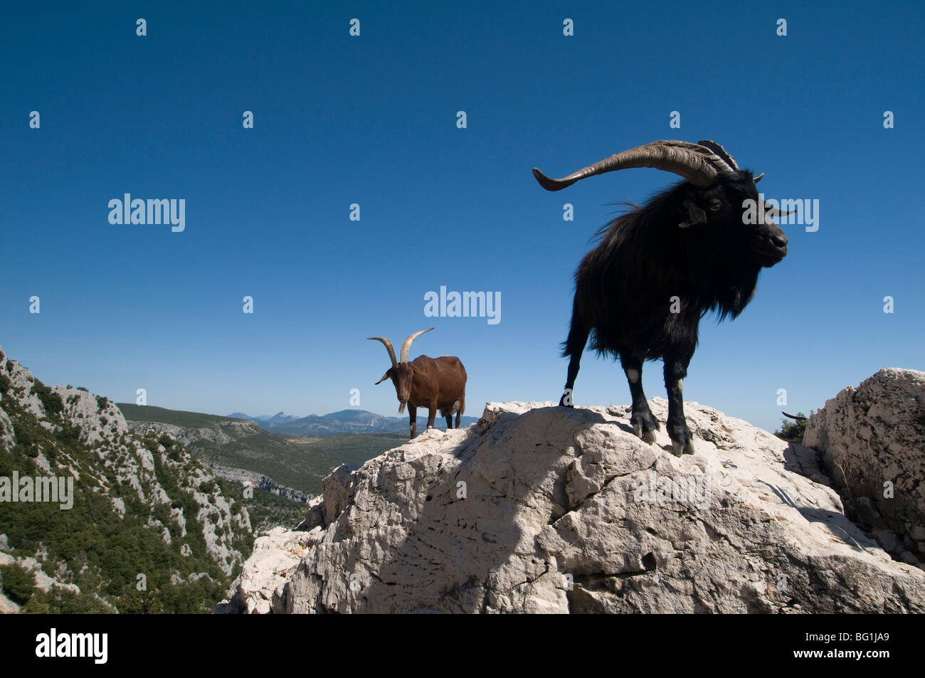 Capre di montagna che si affaccia la Gorges du Verdon, Provence, Francia Foto Stock