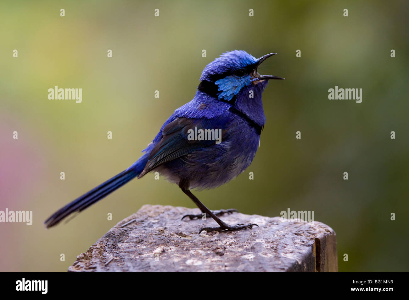 Blue Wren cantando Foto Stock