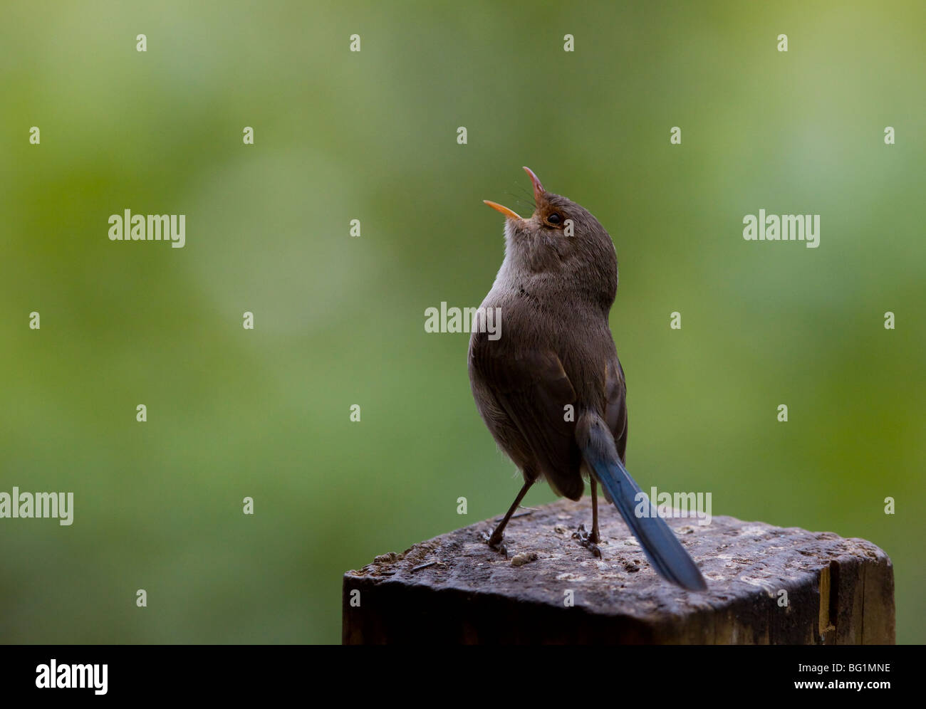 Blue Wren cantando Foto Stock