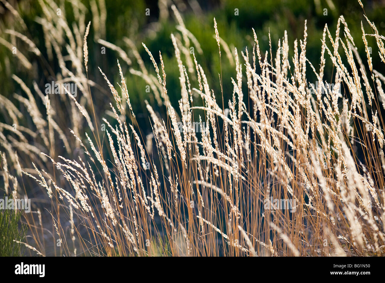In autunno, graminacee selvatiche nel vento (Puy de Dôme - Auvergne - Francia). Graminées sauvages dans le vent en automne (Francia). Foto Stock