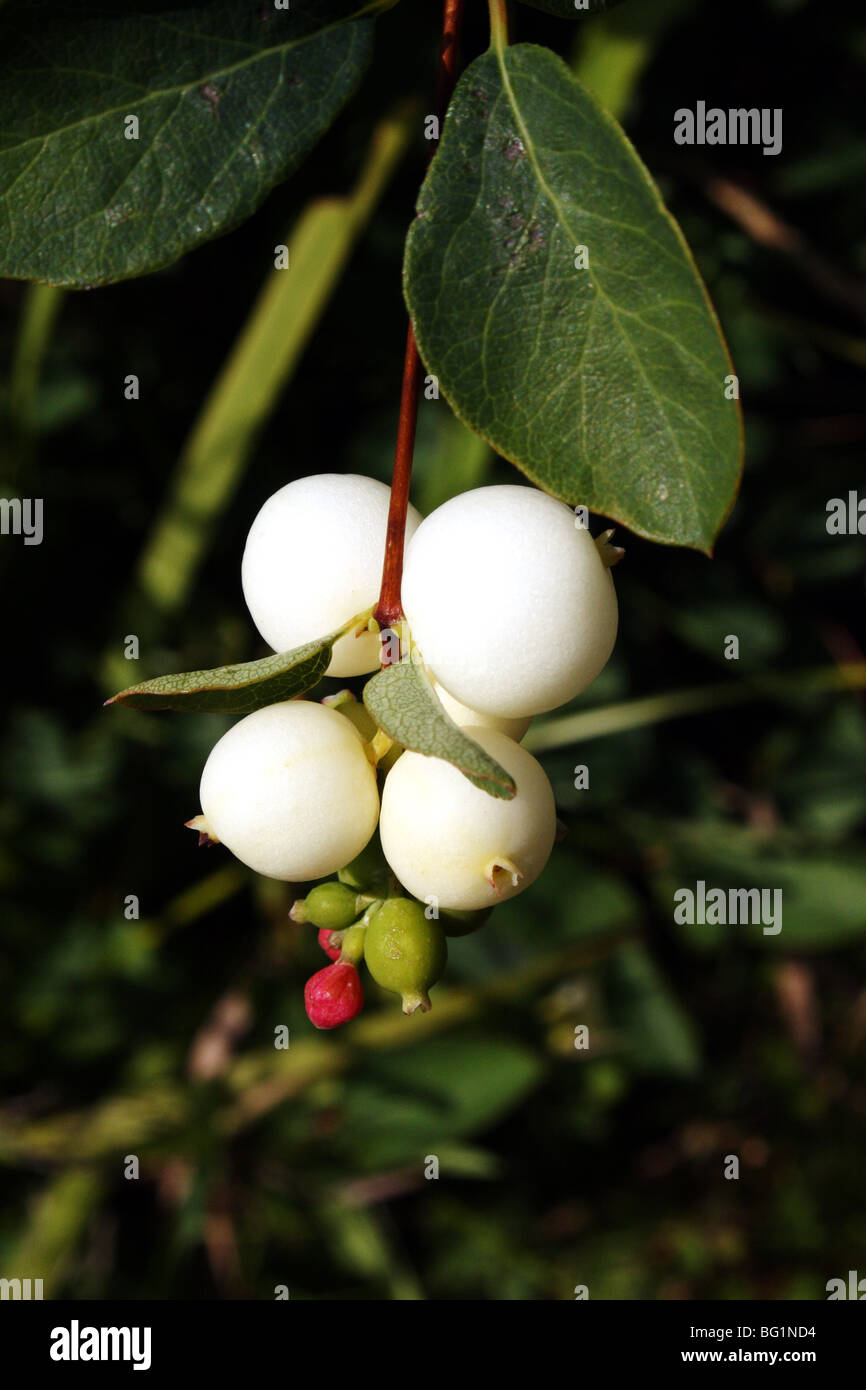 Snowberry Symphoricarpos albus famiglia Caprifoliaceae frutti derivanti dal piccolo minuscoli fiori di colore rosa Foto Stock