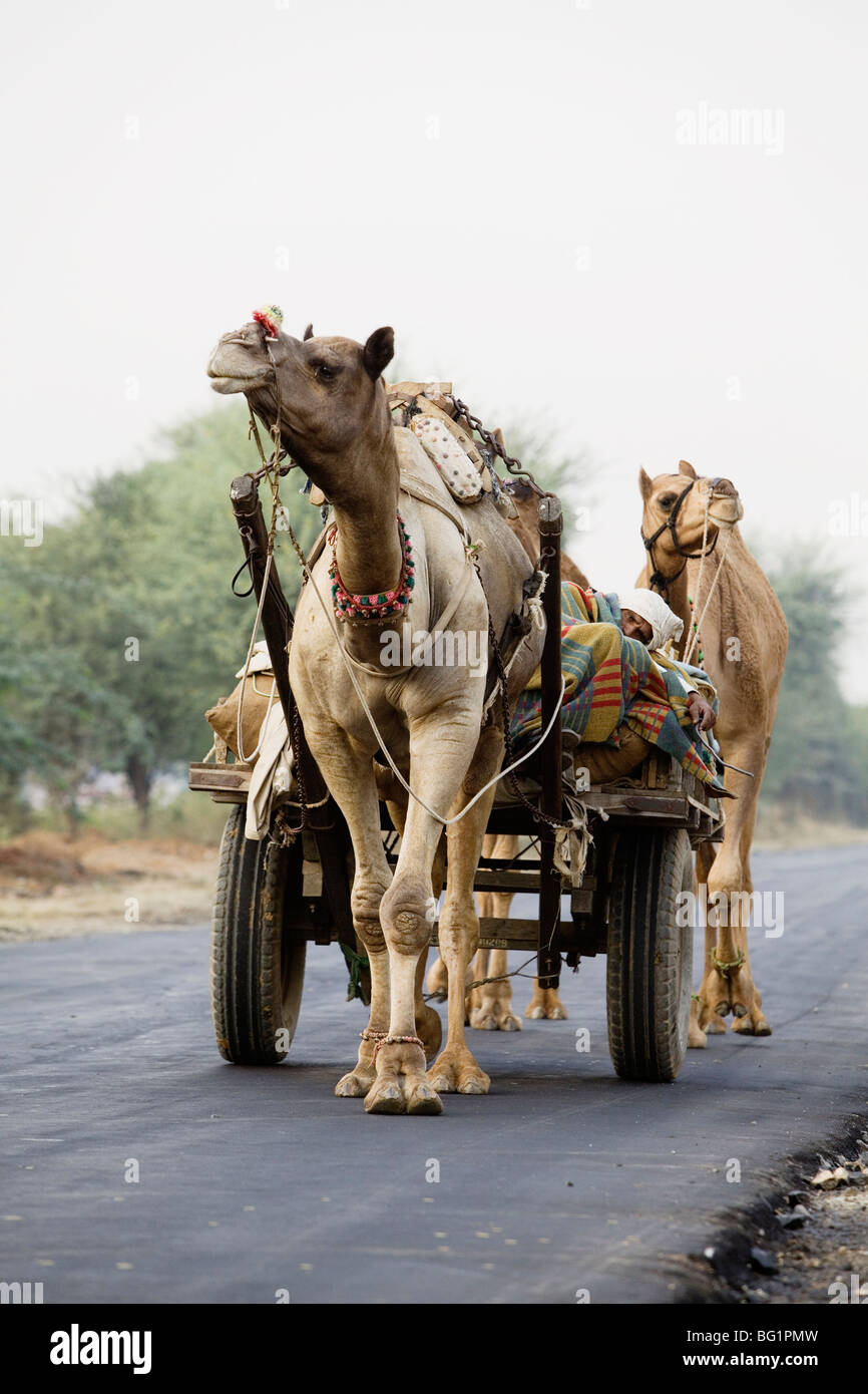 Cammelli Viaggiare sulla autostrada nel Rajasthan, India. Foto Stock