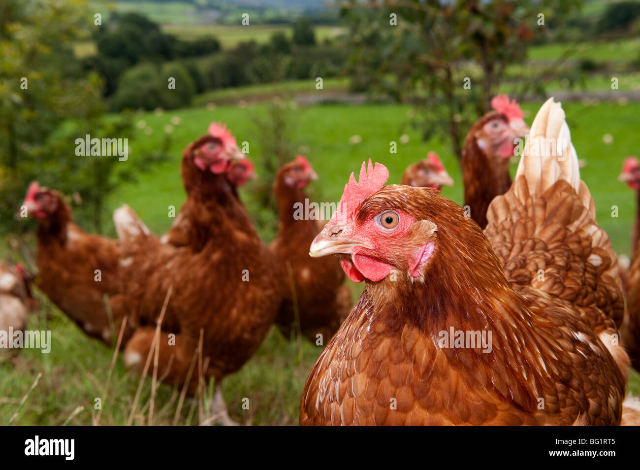 Free range galline vagare attraverso boschi Foto Stock