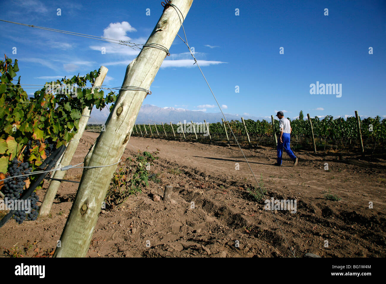 I vigneti e le montagne delle Ande in Valle de Uco, Mendoza, Argentina, Sud America Foto Stock
