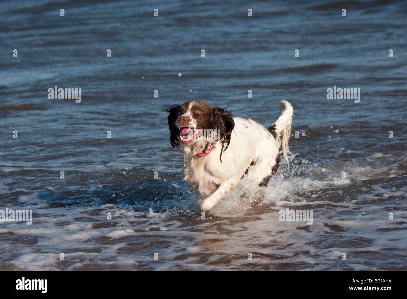 Spaniel in esecuzione attraverso i fondali bassi Foto Stock