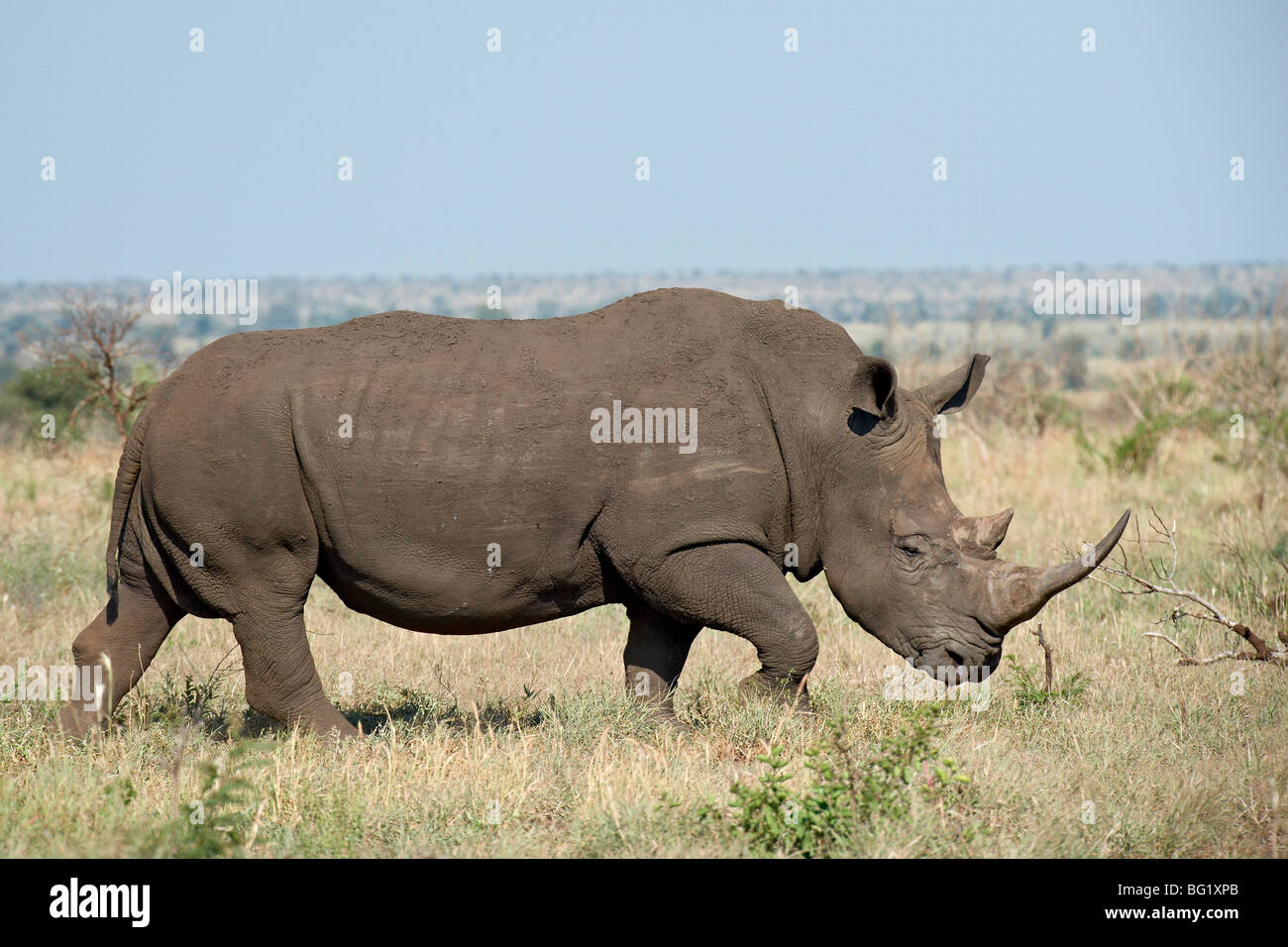 Rinoceronte bianco (Ceratotherium simum), Kruger National Park, Sud Africa e Africa Foto Stock