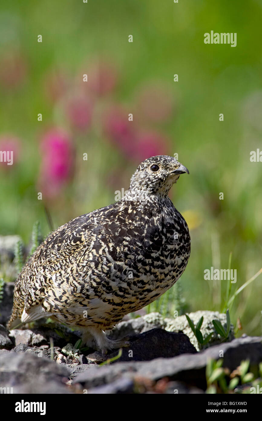 White-tailed ptarmigan (Lagopus leucurus) hen tra fiori selvatici, Uncompahgre National Forest, Colorado, Stati Uniti d'America Foto Stock