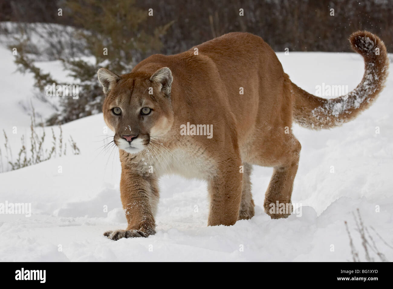 Mountain lion o cougar (Felis concolor) nella neve, vicino a Bozeman, Montana, Stati Uniti d'America, America del Nord Foto Stock