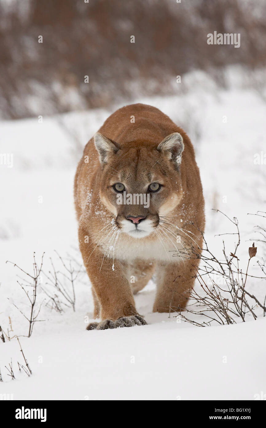 Mountain lion o cougar (Felis concolor) nella neve, vicino a Bozeman, Montana, Stati Uniti d'America, America del Nord Foto Stock