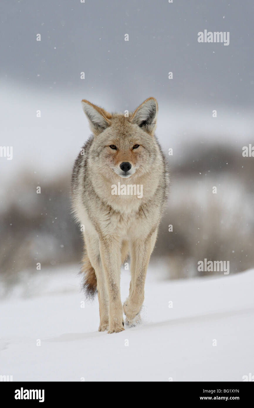 Coyote (Canis latrans) nella neve, il Parco Nazionale di Yellowstone, Wyoming negli Stati Uniti d'America, America del Nord Foto Stock