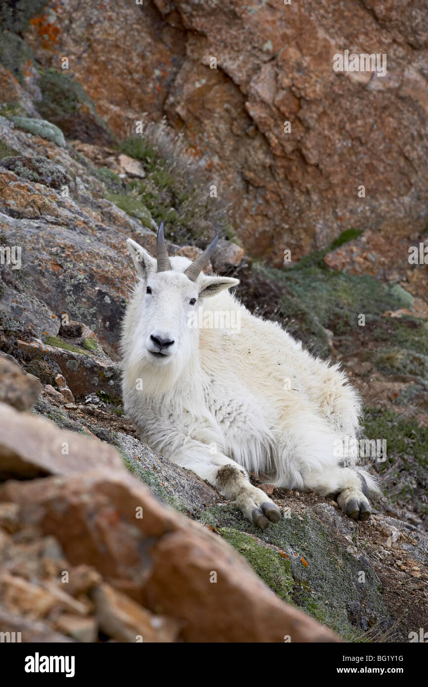 Capre di montagna (Oreamnos americanus), Mount Evans, Colorado, Stati Uniti d'America, America del Nord Foto Stock