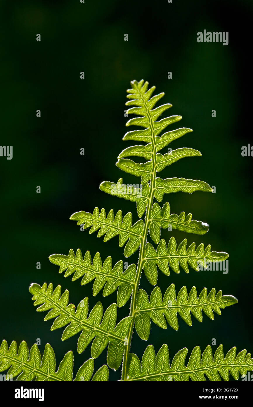 Felce retroilluminato frond, il Parco Nazionale di Yellowstone, Wyoming negli Stati Uniti d'America, America del Nord Foto Stock