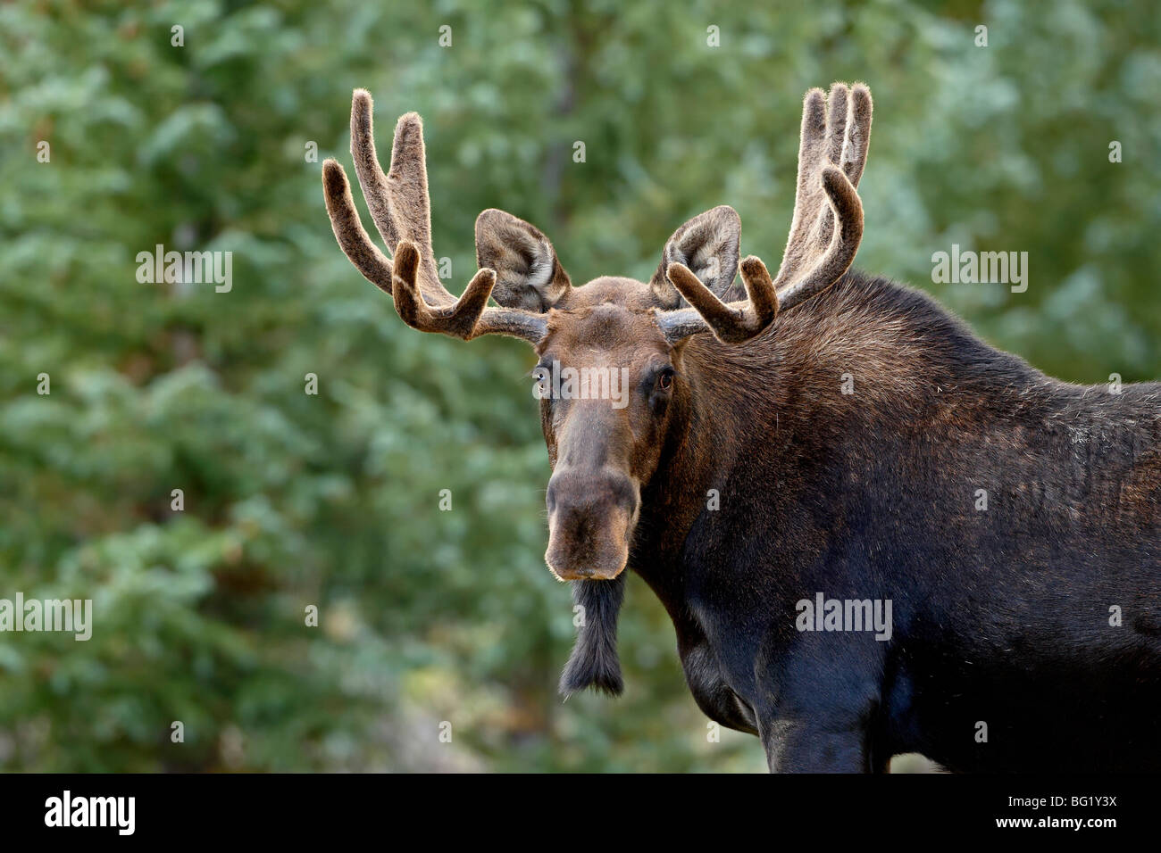 Bull moose (Alces alces), dalla foresta nazionale di Roosevelt, Colorado, Stati Uniti d'America, America del Nord Foto Stock