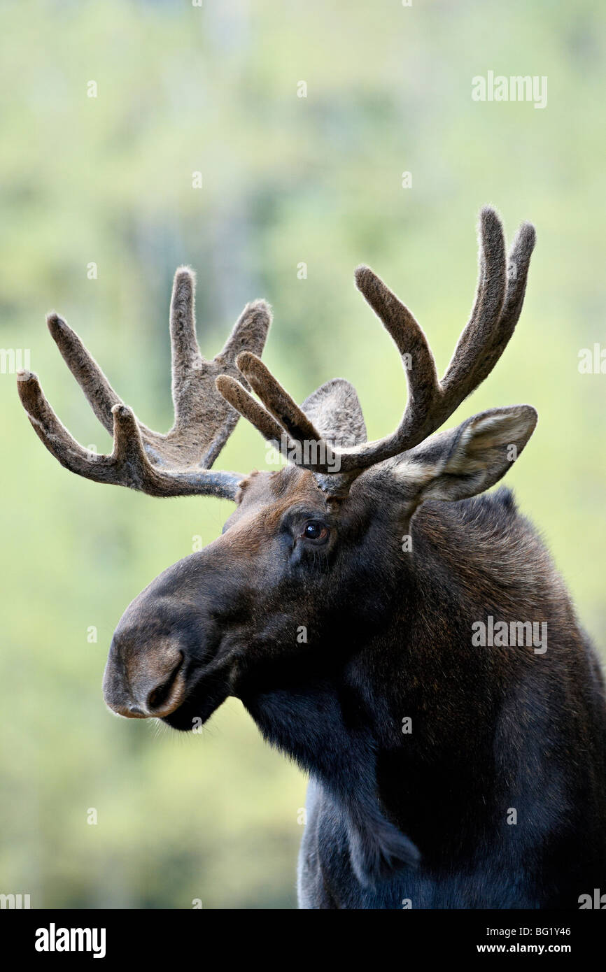 Bull moose (Alces alces), dalla foresta nazionale di Roosevelt, Colorado, Stati Uniti d'America, America del Nord Foto Stock