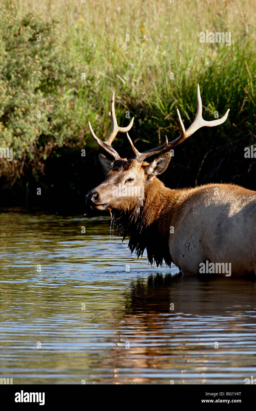 Bull elk (Cervus canadensis) in piedi in un flusso, Rocky Mountain National Park, COLORADO, Stati Uniti d'America Foto Stock