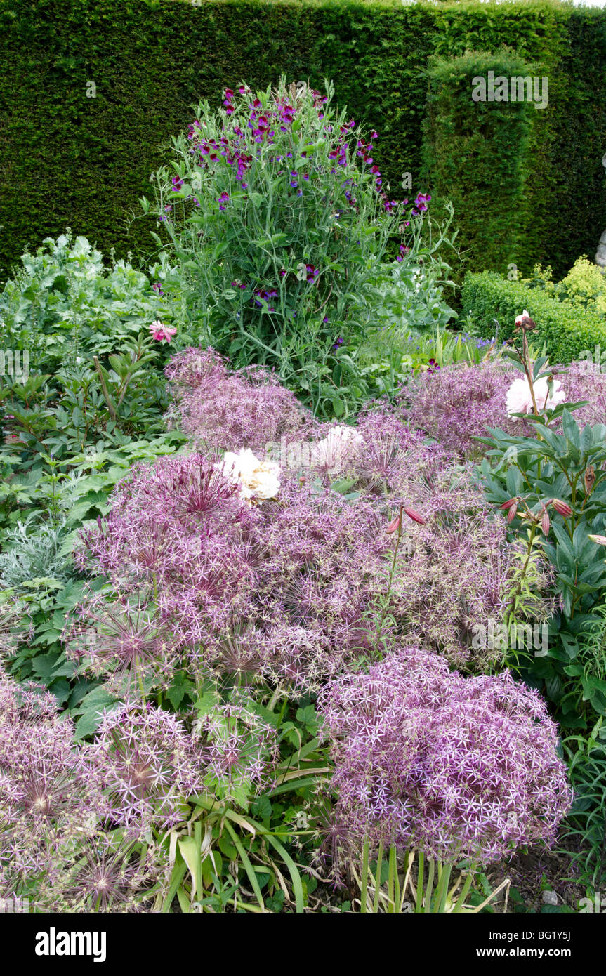 Allium le teste dei fiori in un giardino con sfondo verde Foto Stock