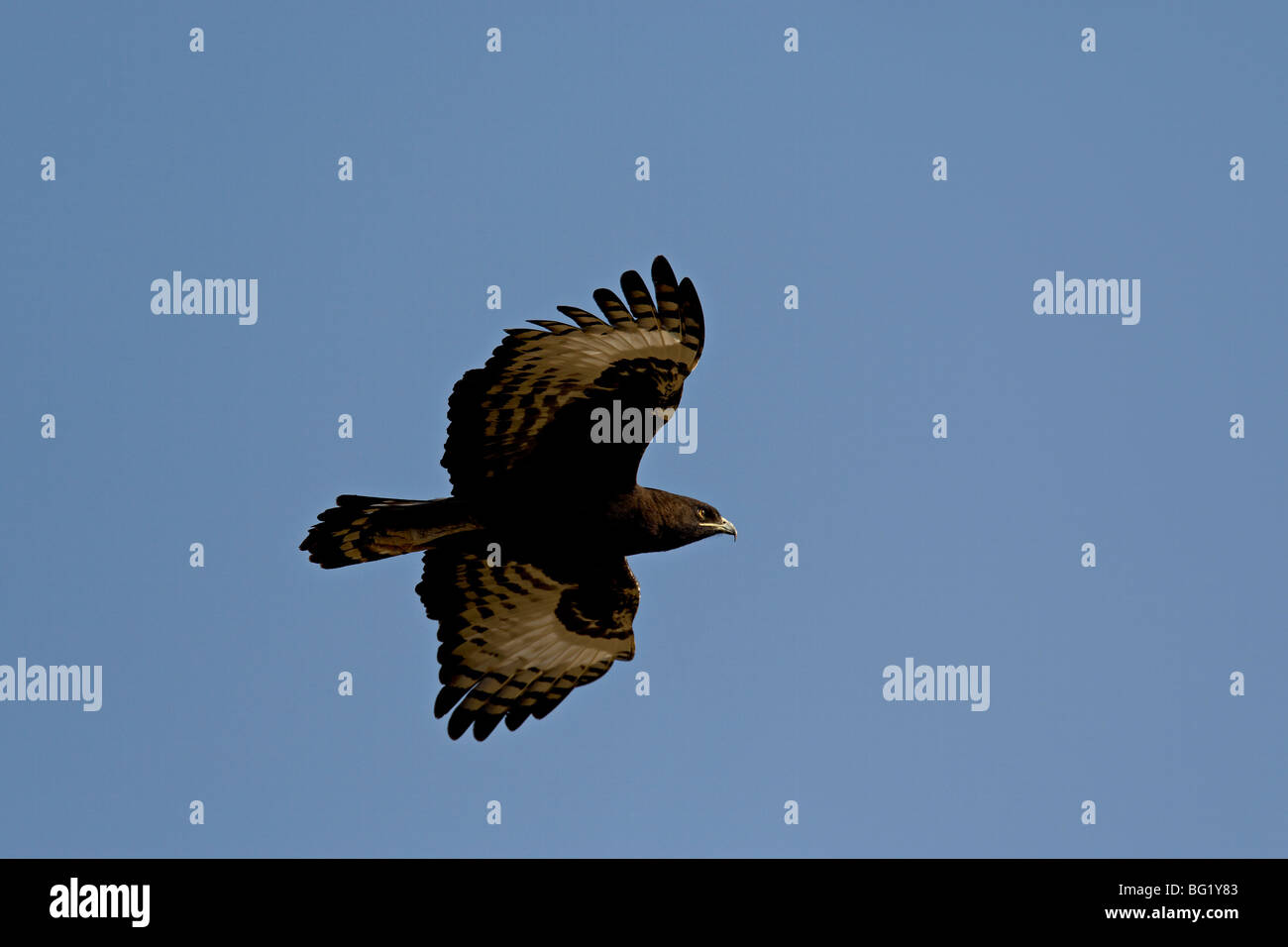 Long-crested eagle (Lophaetus occipitalis) in volo, Samburu riserva nazionale, Kenya, Africa orientale, Africa Foto Stock