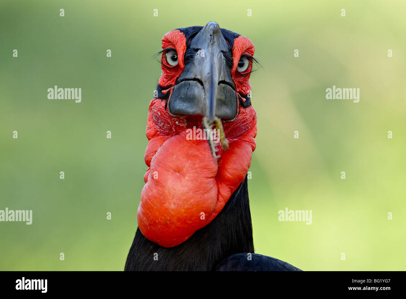 Massa meridionale-hornbill (massa hornbill) (Bucorvus leadbeateri), Kruger National Park, Sud Africa e Africa Foto Stock