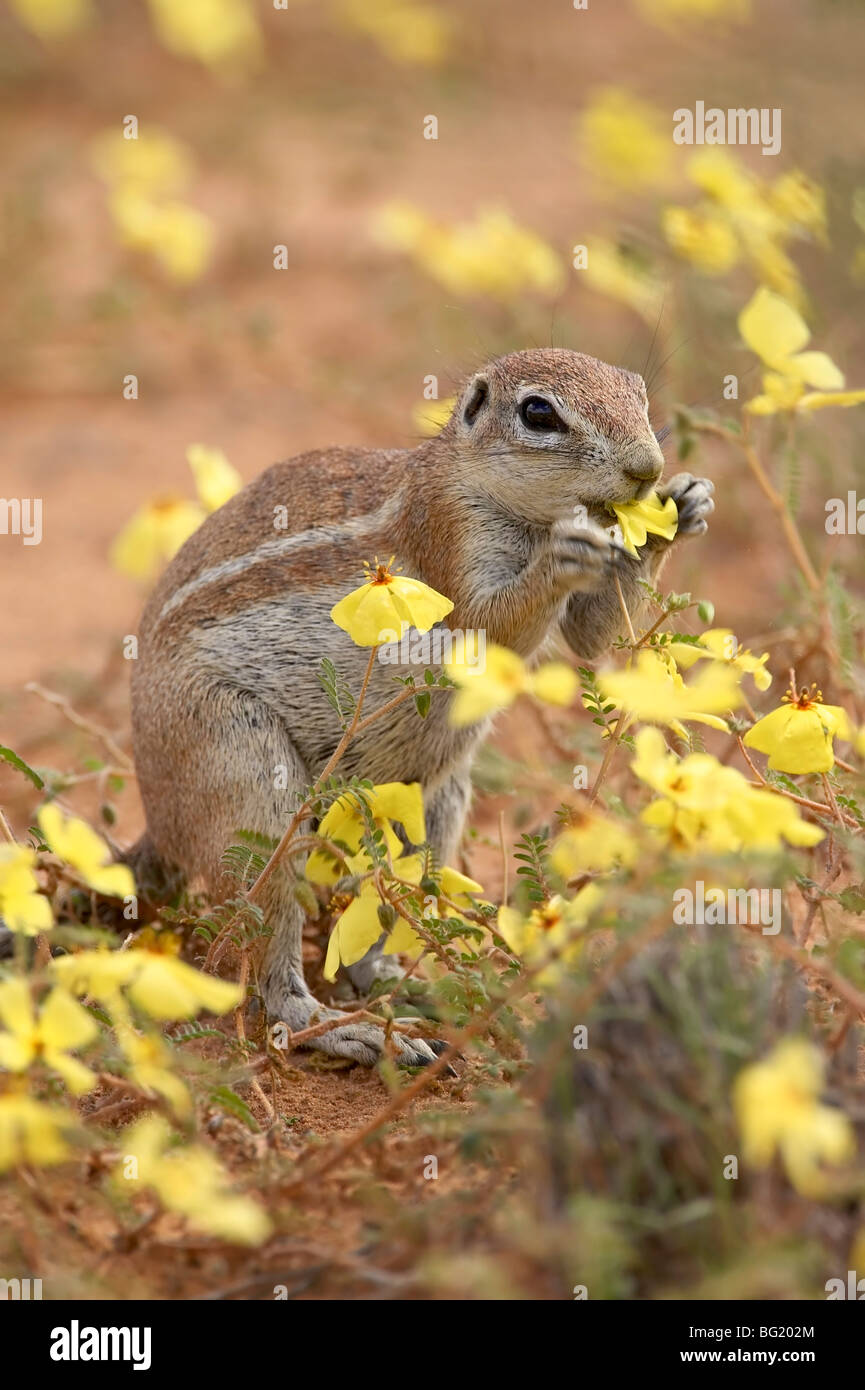 Massa del capo scoiattolo (Xerus inauris) mangiare giallo fiori selvatici, Kgalagadi Parco transfrontaliero, Sud Africa Foto Stock